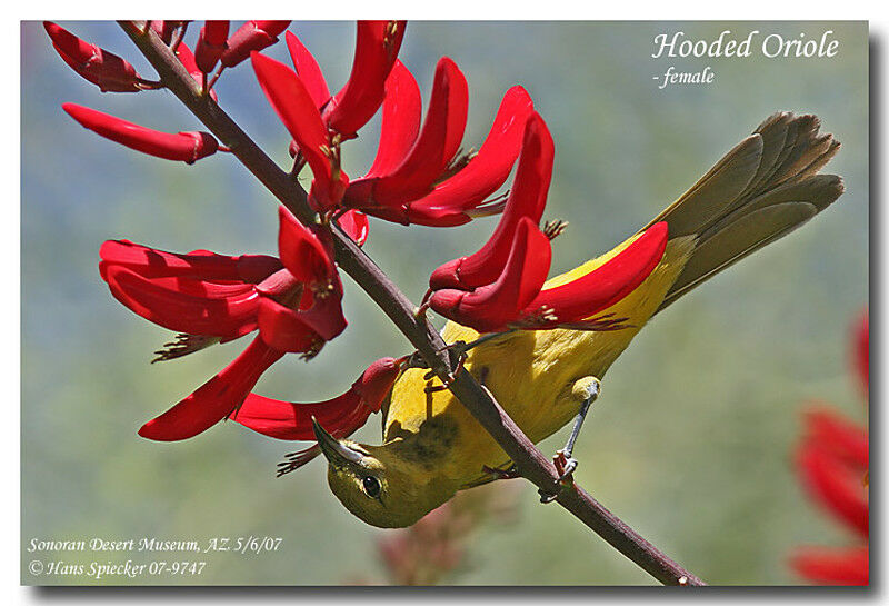 Oriole masqué femelle adulte