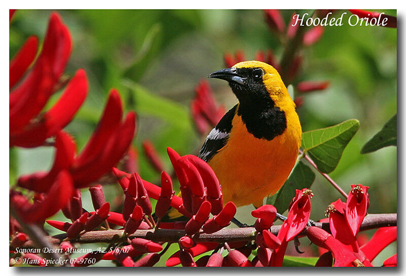 Oriole masqué mâle adulte