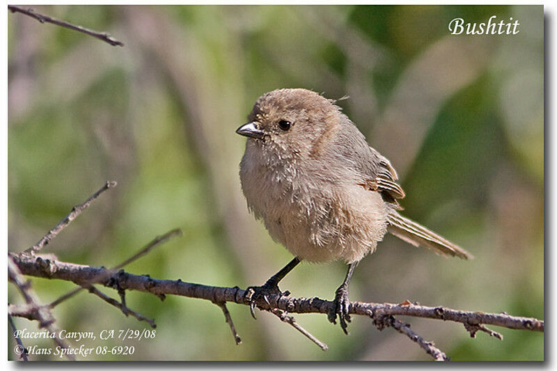 American Bushtitimmature