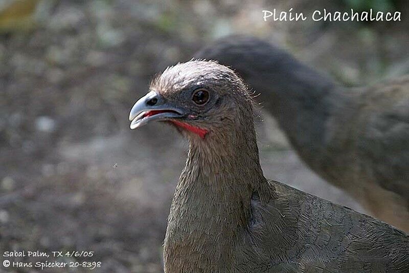 Plain Chachalaca