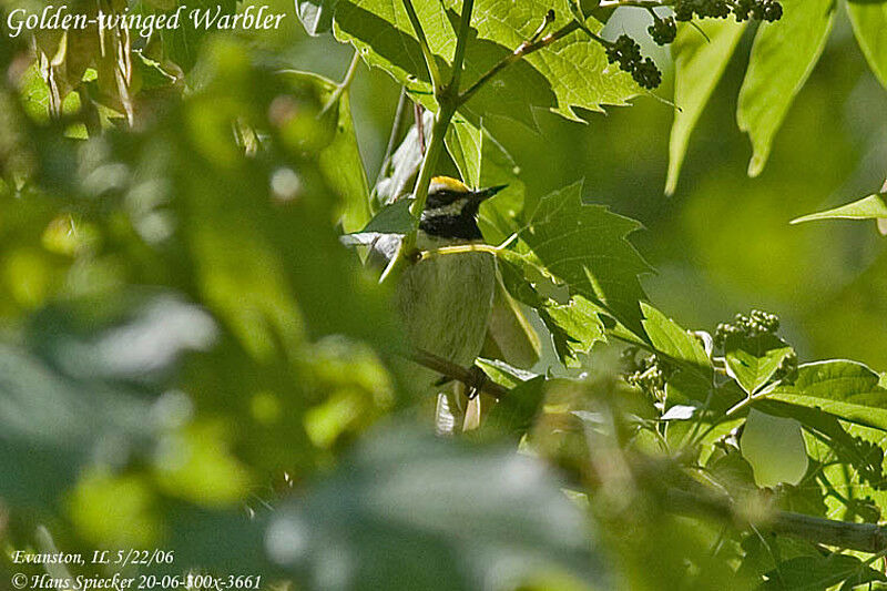 Paruline à ailes dorées mâle adulte nuptial