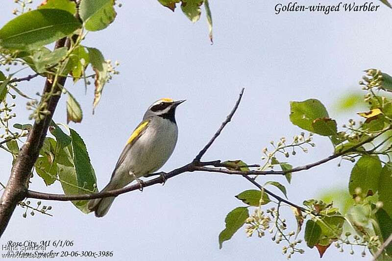 Golden-winged Warbler male adult breeding, habitat, pigmentation