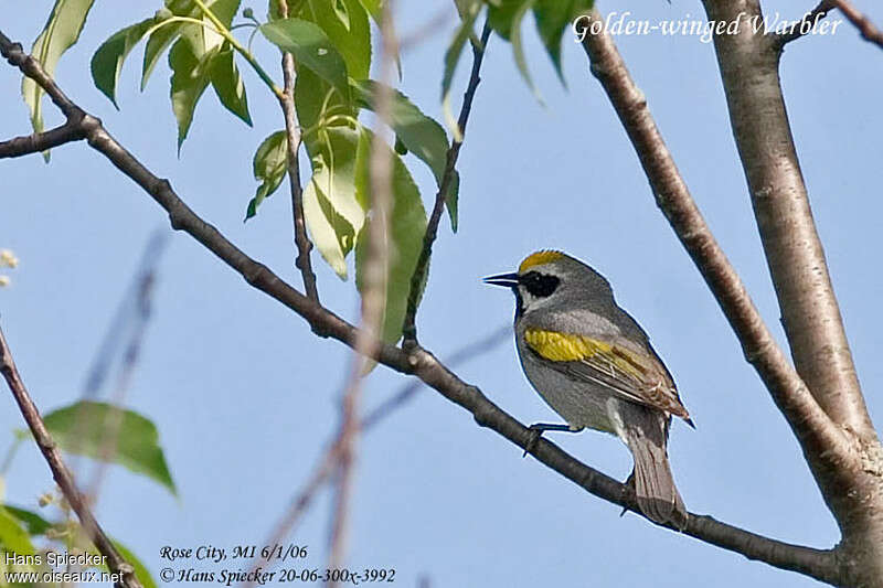 Golden-winged Warbleradult breeding, pigmentation