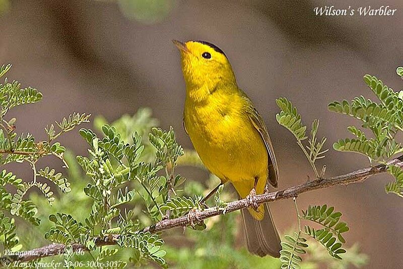 Wilson's Warbler male adult breeding