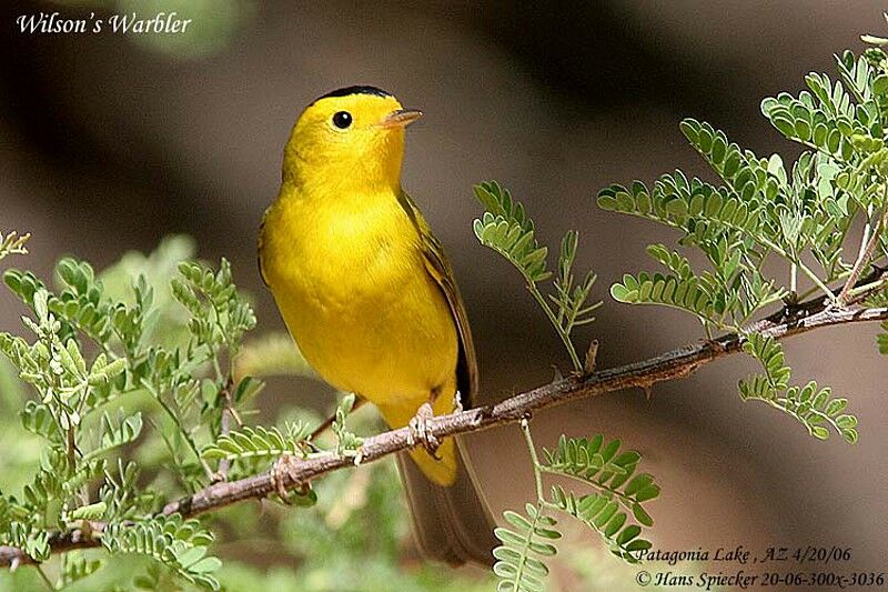 Wilson's Warbler male adult breeding