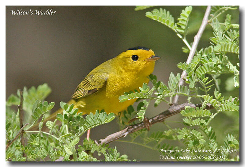 Paruline à calotte noireadulte nuptial