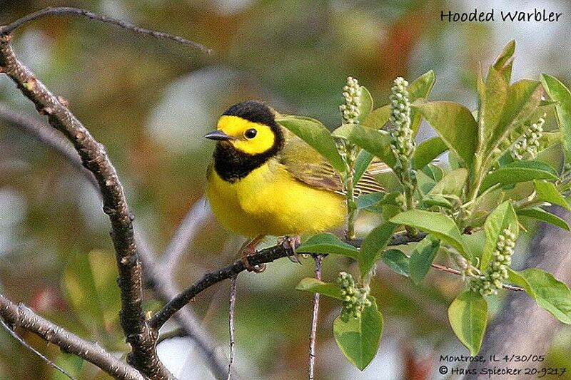 Hooded Warbler