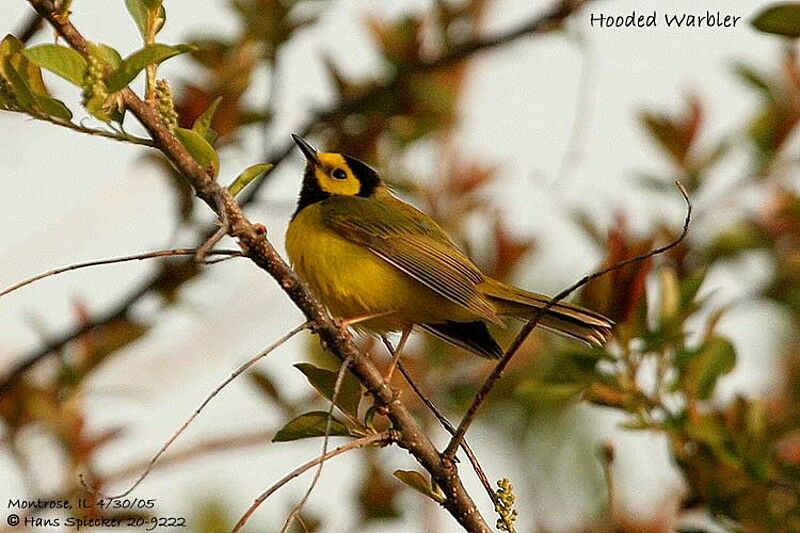 Hooded Warbler