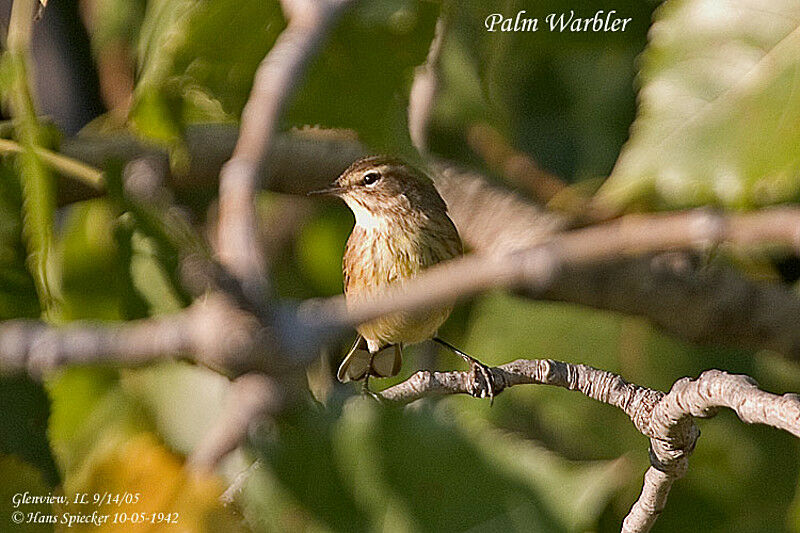 Palm Warbler