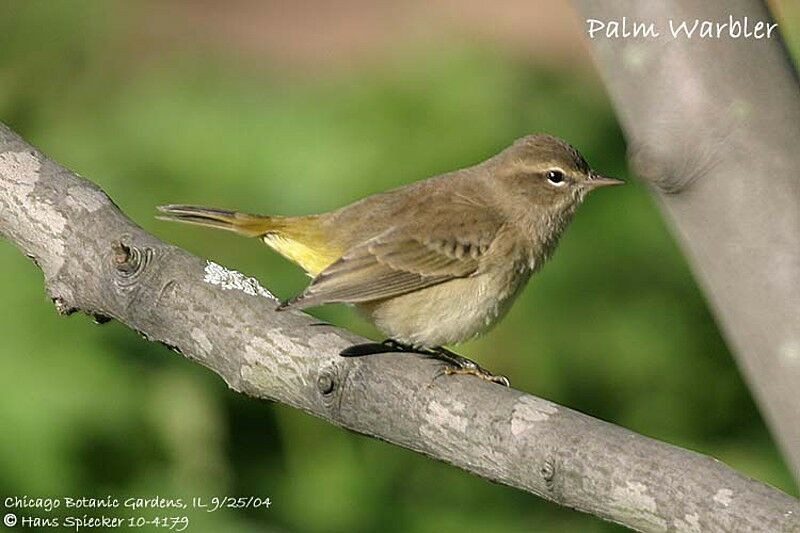 Palm Warbler