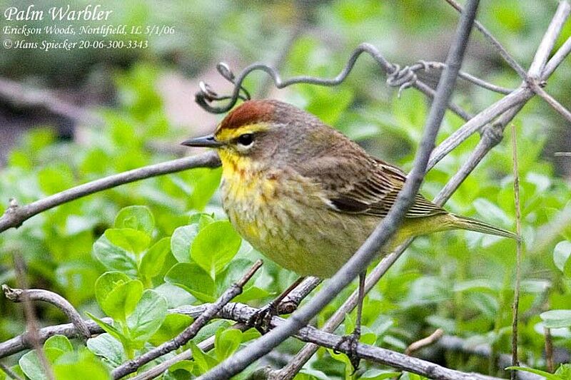 Palm Warbler male adult