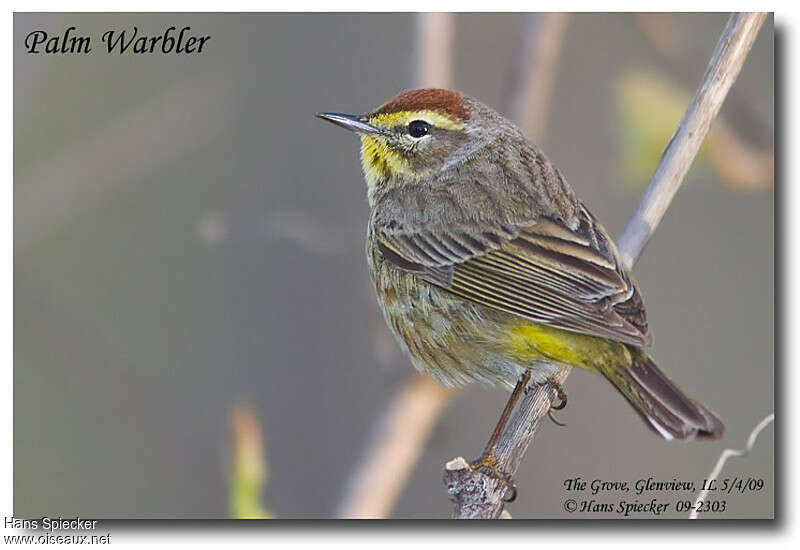 Palm Warbler male adult breeding, identification