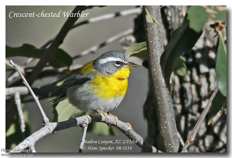 Crescent-chested Warbler female adult, identification