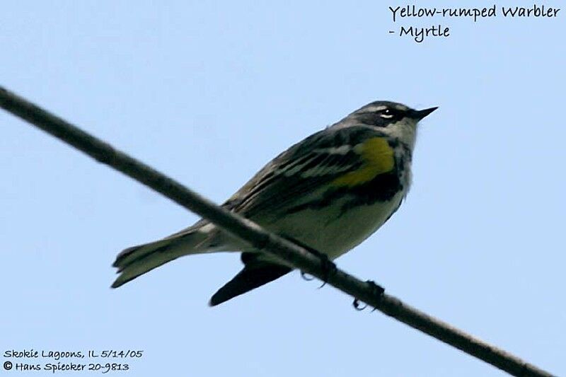 Myrtle Warbler