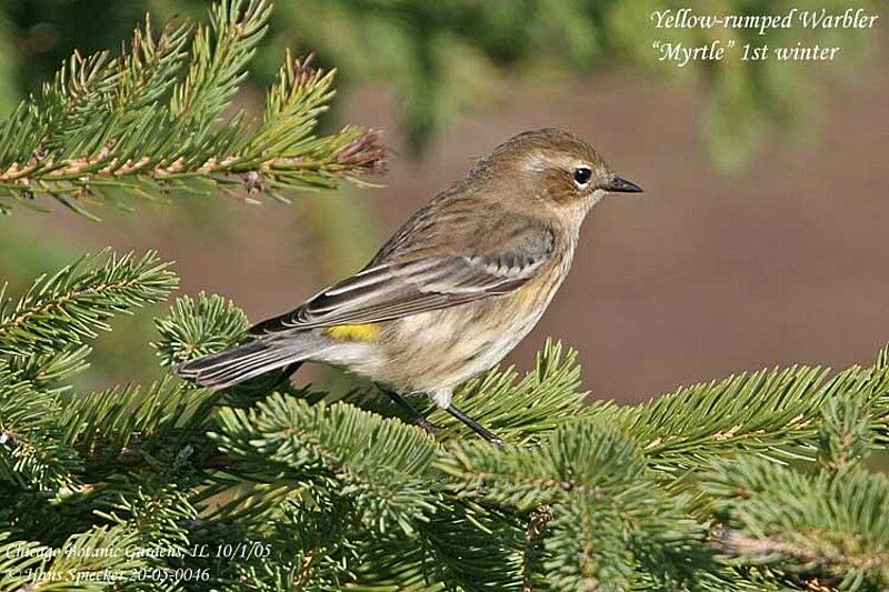 Myrtle Warbler