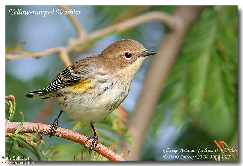 Myrtle Warbler male First year, close-up portrait