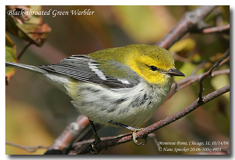 Black-throated Green Warbleradult post breeding