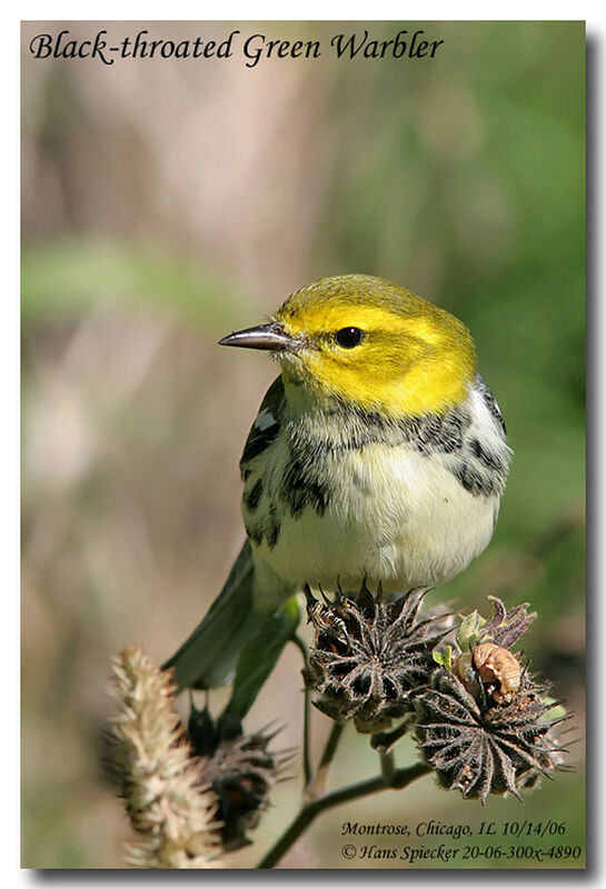 Black-throated Green Warbleradult