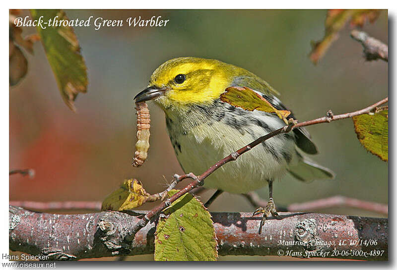 Black-throated Green Warbler female adult, feeding habits