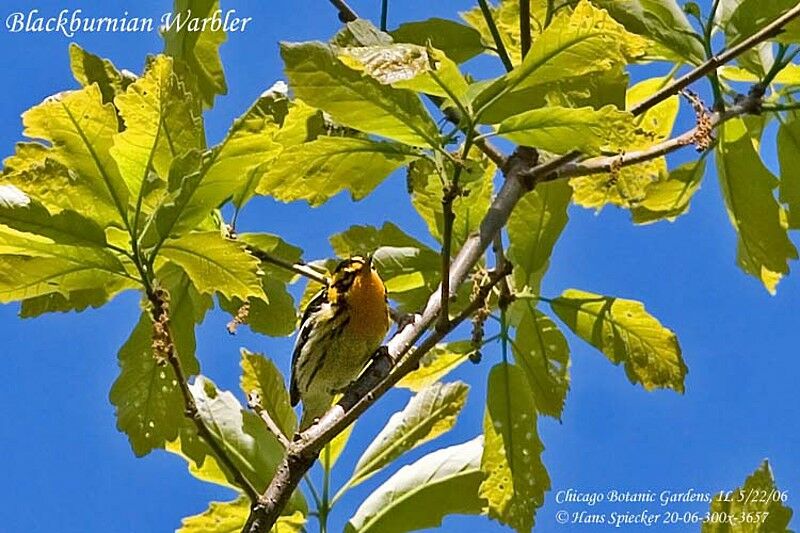 Blackburnian Warbler male adult breeding