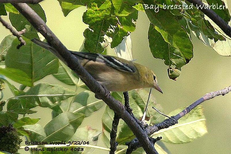 Bay-breasted Warbler