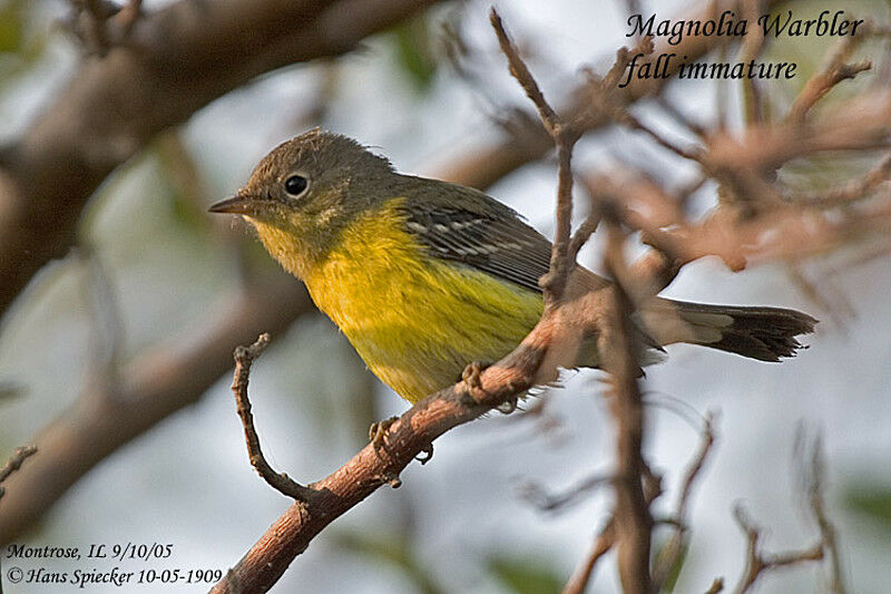 Magnolia Warbler