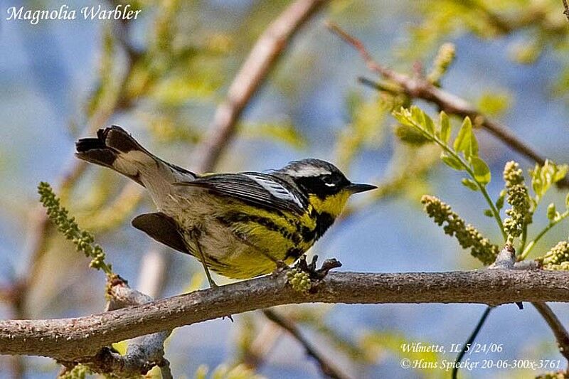 Magnolia Warbler male adult breeding