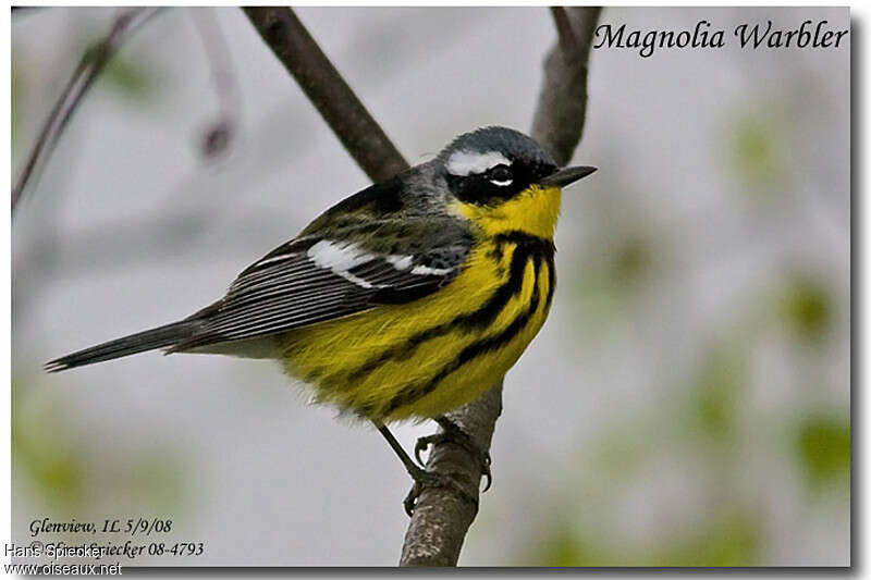 Magnolia Warbler male adult breeding, identification