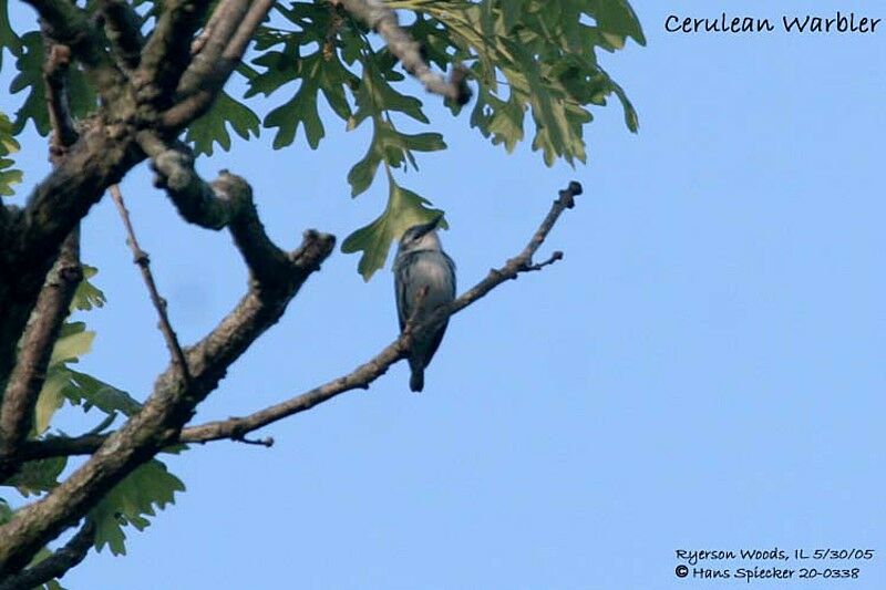 Cerulean Warbler