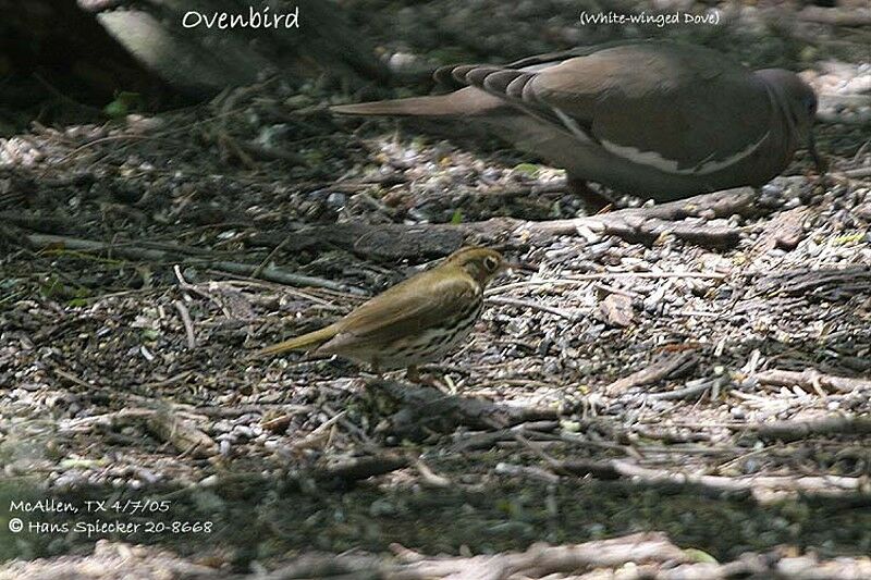 Ovenbird