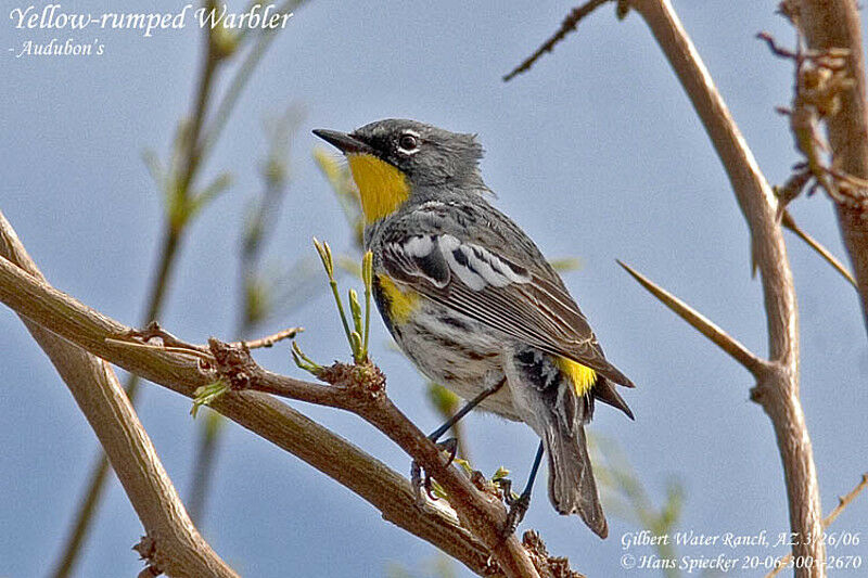 Audubon's Warbler male adult