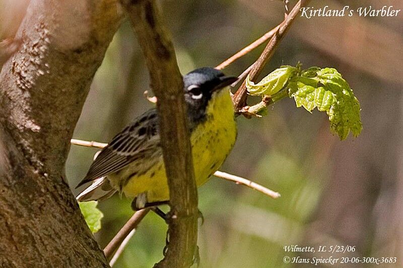 Paruline de Kirtland mâle adulte nuptial