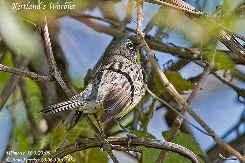 Kirtland's Warbler male adult breeding