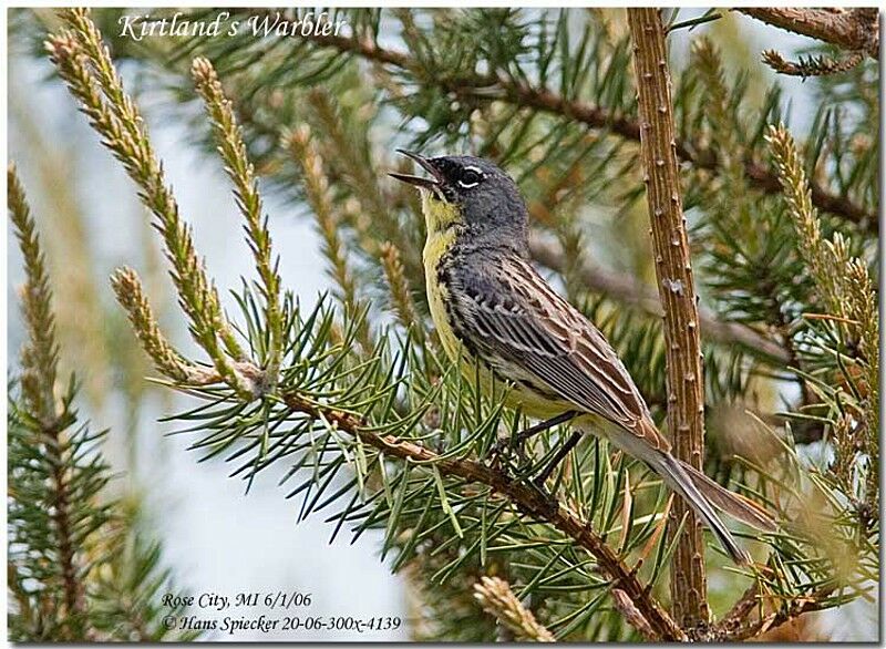 Kirtland's Warbler male adult breeding