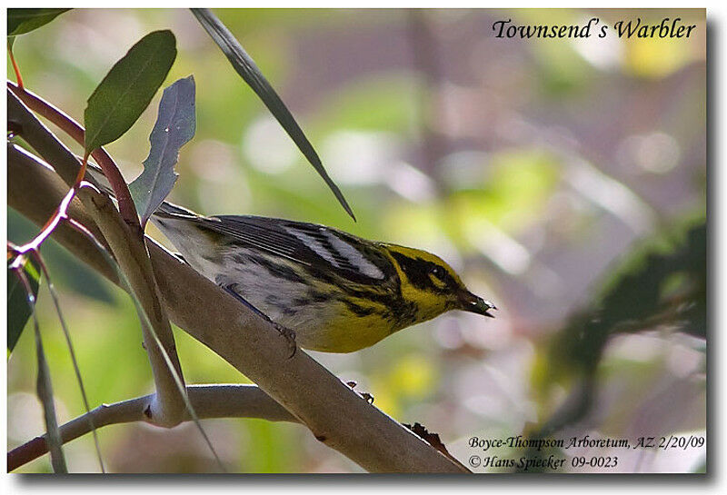 Townsend's Warbleradult