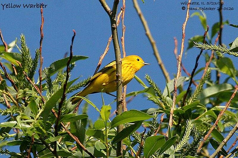 Mangrove Warbler