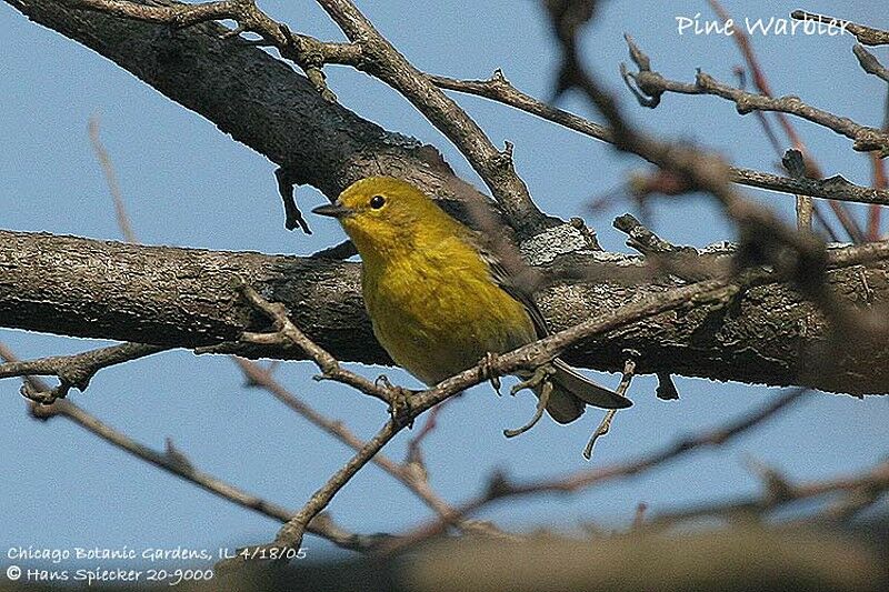 Pine Warbler