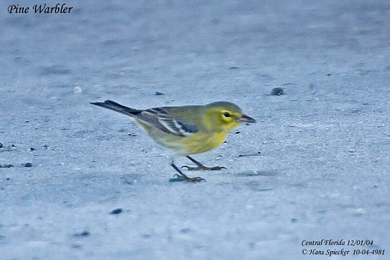 Pine Warbler