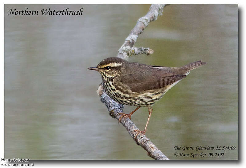 Paruline des ruisseauxadulte, identification