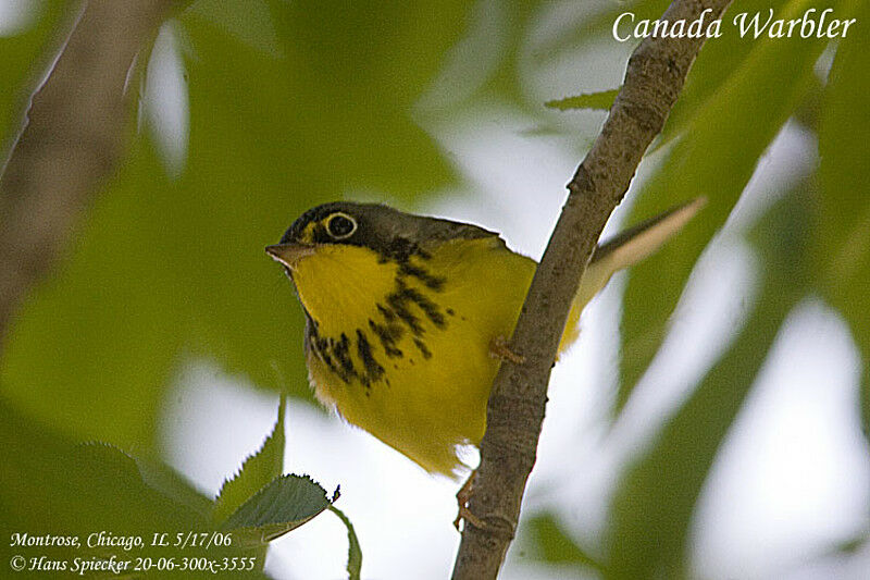 Canada Warbler male adult breeding