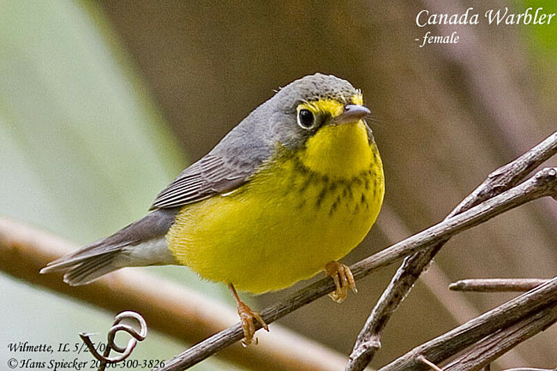 Canada Warbler female adult breeding