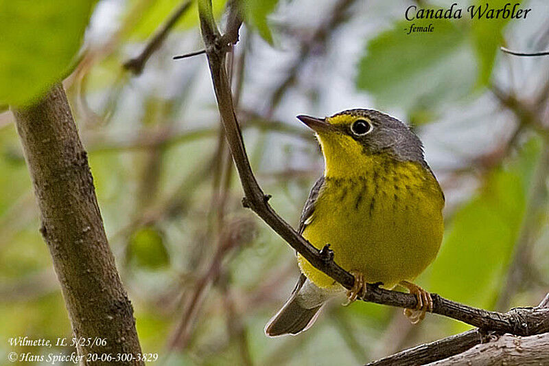 Paruline du Canada femelle adulte nuptial