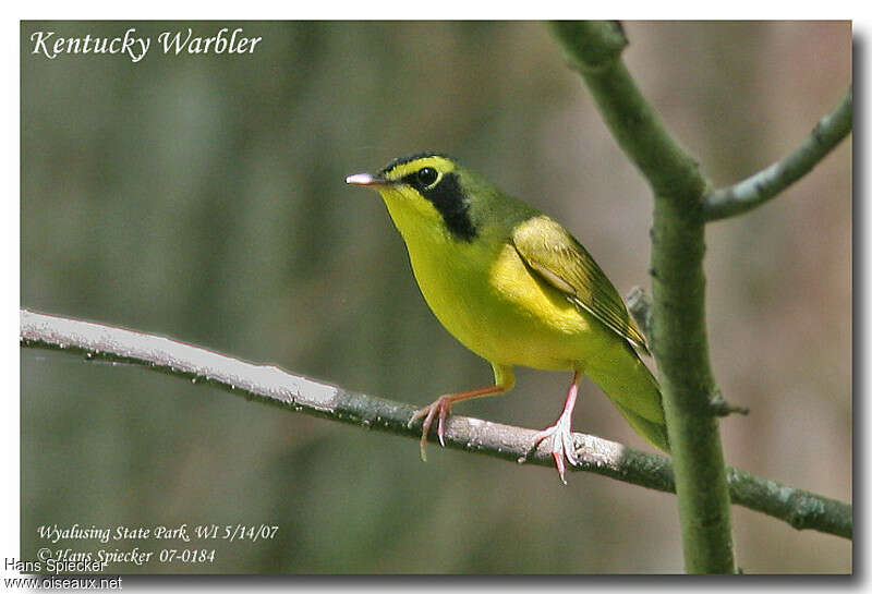 Paruline du Kentucky mâle adulte nuptial, portrait