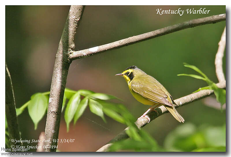 Kentucky Warbler male adult breeding, identification