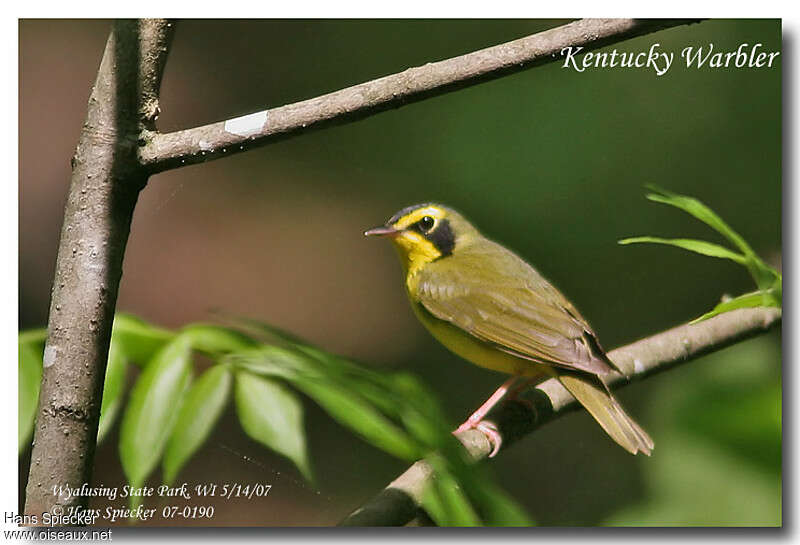 Kentucky Warbler male adult breeding, identification