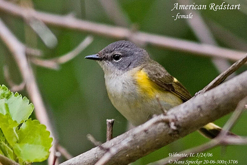 American Redstart female adult breeding