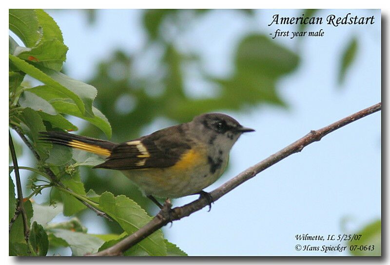 American Redstart male First year