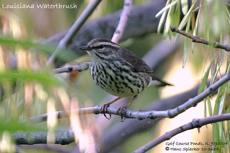 Louisiana Waterthrush