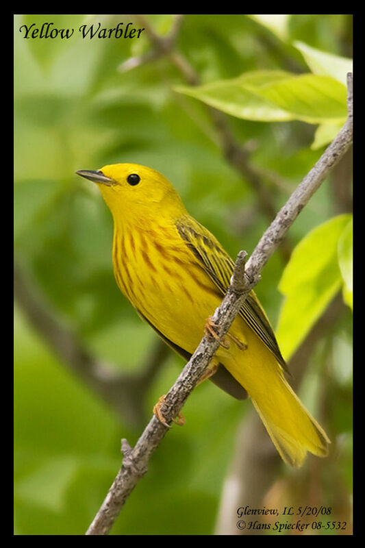 American Yellow Warbler male adult breeding