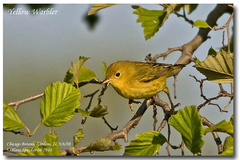 American Yellow Warbler